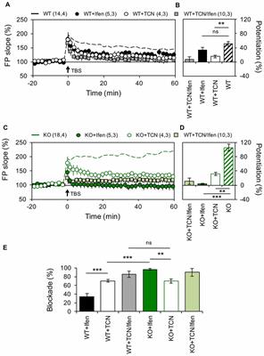 Lack of Pannexin 1 Alters Synaptic GluN2 Subunit Composition and Spatial Reversal Learning in Mice